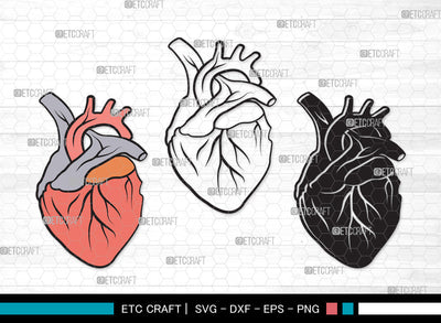 Human Heart Clipart SVG | Heart Svg | Realistic Heart Svg | Anatomical Heart Svg | Medical Svg | Real Human Heart Svg | Human Heart Clipart SVG ETC Craft 