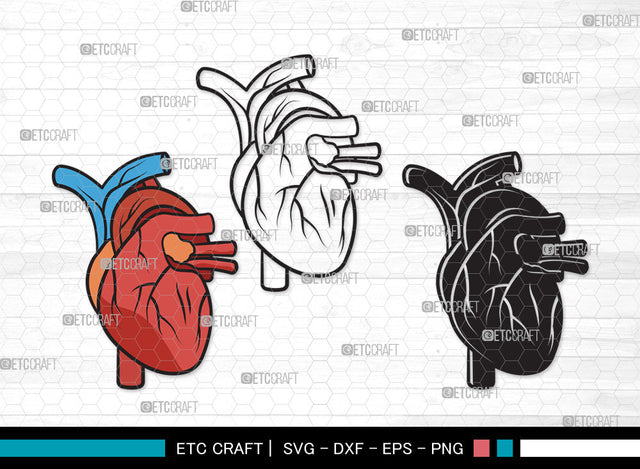 Human Heart Clipart SVG | Heart Svg | Realistic Heart Svg | Anatomical Heart Svg | Medical Svg | Real Human Heart Svg | Human Heart Clipart SVG ETC Craft 