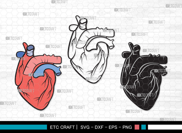 Human Heart Clipart SVG | Heart Svg | Realistic Heart Svg | Anatomical Heart Svg | Medical Svg | Real Human Heart Svg | Human Heart Clipart SVG ETC Craft 