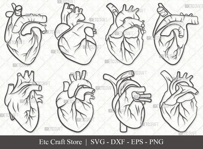 Human Heart Outline SVG Cut File | Heart Svg | Realistic Heart Svg | Anatomical Heart Svg | Medical Svg | Real Human Heart Svg | Human Heart Svg Bundle SVG ETC Craft 