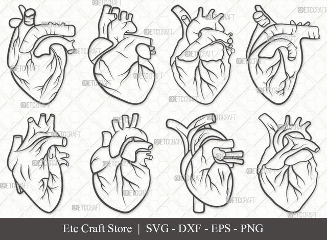 Human Heart Outline SVG Cut File | Heart Svg | Realistic Heart Svg | Anatomical Heart Svg | Medical Svg | Real Human Heart Svg | Human Heart Svg Bundle SVG ETC Craft 