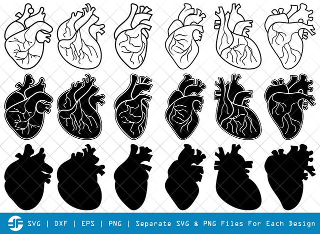 Human Heart SVG Cut Files | Anatomical Heart Silhouette SVG ETC Craft 