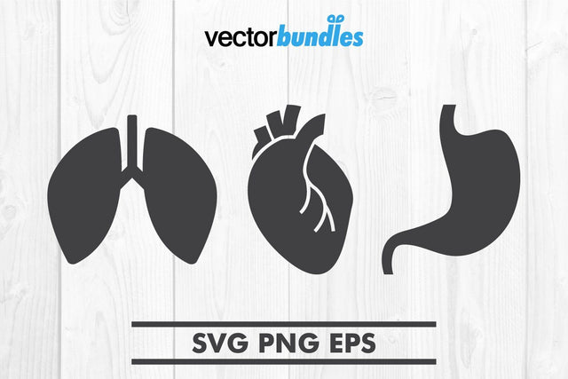 Human internal organ clip art svg SVG vectorbundles 