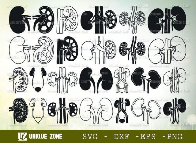 Human Kidney SVG Bundle, Kidney Silhouette, Kidney Anatomy Svg, Urinary Bladder Svg SVG Unique Zone 
