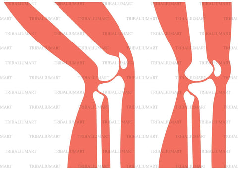 Human knee joint anatomy SVG TribaliumArtSF 