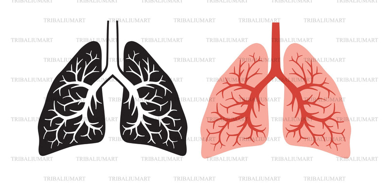 Human lungs anatomy SVG TribaliumArtSF 
