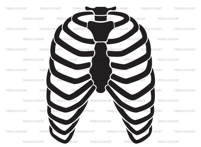 Human rib cage SVG TribaliumArtSF 