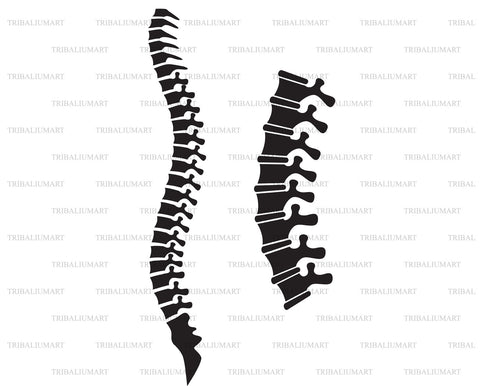 Human Spine SVG TribaliumArtSF 