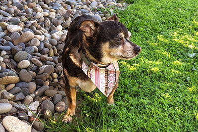 ITH Pet Collar Bandana Slider Applique Embroidery Embroidery/Applique DESIGNS Designed by Geeks 