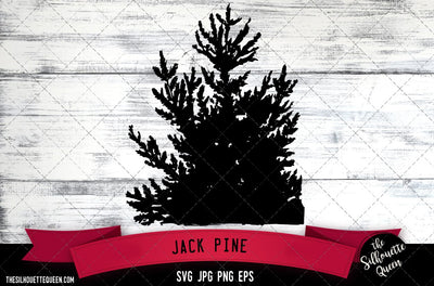 Jack Pine SVG -Vector Art Commercial & Personal Use- Cricut,Silhouette,Cameo,Vinyl Cut SVG Loveleen Kaur 