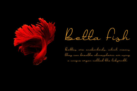 Jollycandy | Handwritten Script Font Font Katario Studio 