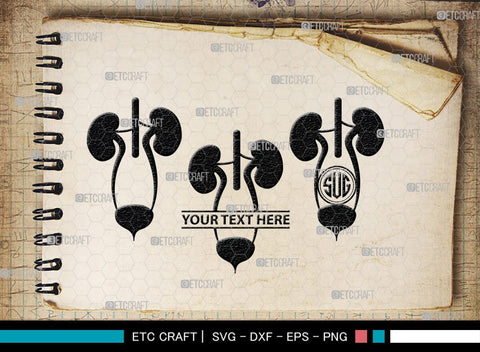 Kidney Monogram, Kidney Silhouette, Kidney SVG, Kidney Anatomy Svg, Urinary Svg, Doctors Svg, Kidney Bundle, SB00149 SVG ETC Craft 