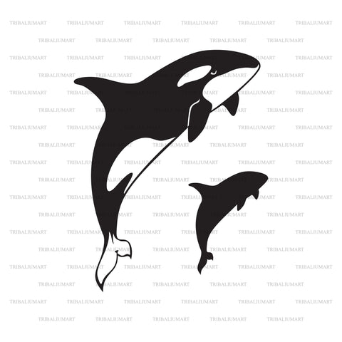 Killer Whale jumping. Orcinus Orca. SVG TribaliumArtSF 