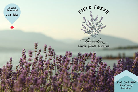 Lavender SVG Cut File - Field Fresh Flowers SVG Lettershapes 