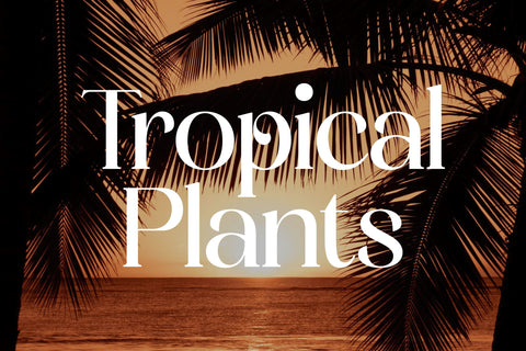 Lemosty Typeface Font Storytype Studio 