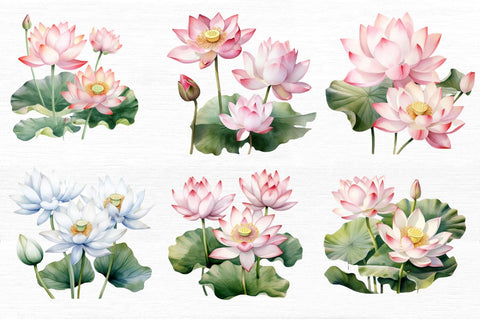 Lotus Flowers Watercolor Sublimation Sublimation Regulrcrative 