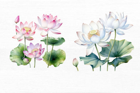 Lotus Flowers Watercolor Sublimation Sublimation Regulrcrative 