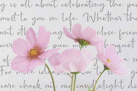 Marthin Script Font Subectype Studio 