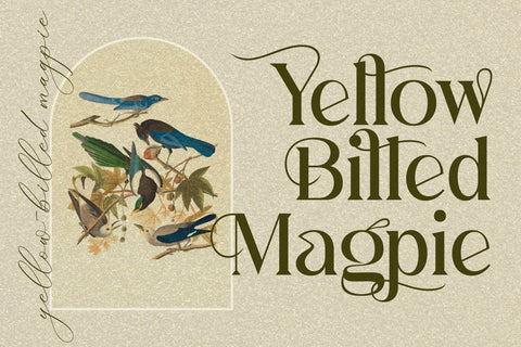 MASLITE Typeface Font Storytype Studio 