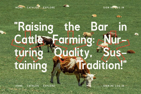 Megiar Typeface Font Storytype Studio 