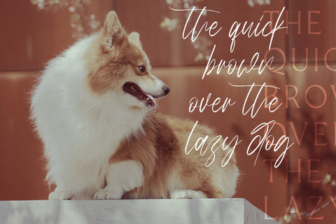 Miny Fellas - Modern Handwritten Font Font StringLabs 