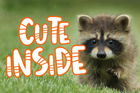 Mister Rocky Font Dm Letter Studio 