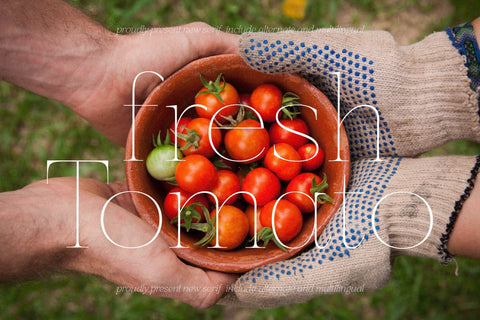 Moenalica Typeface Font Storytype Studio 