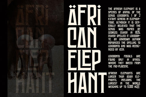 MONGONDOW Typeface Font Storytype Studio 