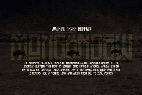 MONGONDOW Typeface Font Storytype Studio 