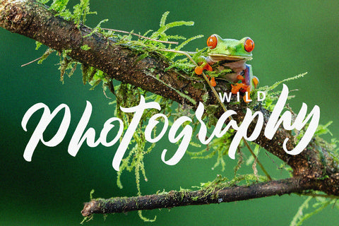 Monterey - Modern Script Font Font Alpaprana Studio 