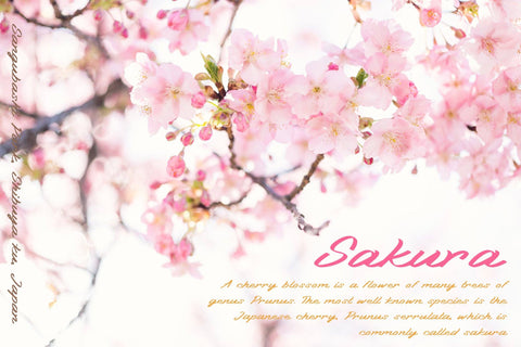 Nitecity | Modern Brush Font Font Katario Studio 