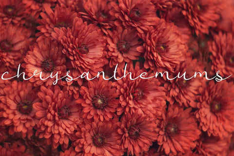 Nousilka | Modern Bouncy Script Font Font Katario Studio 