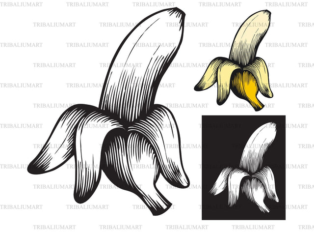 Opened banana - vintage engraved illustration SVG TribaliumArtSF 