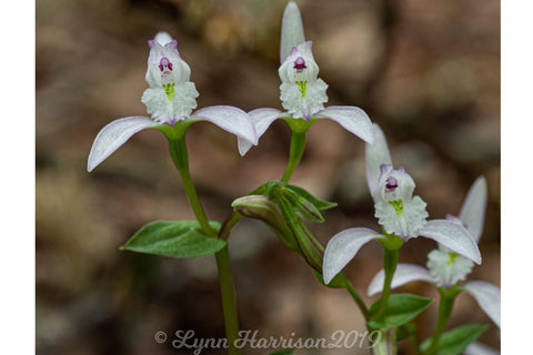 Orchid - Single line for Foil Quill Sketch DESIGN DrawnTogether with love 