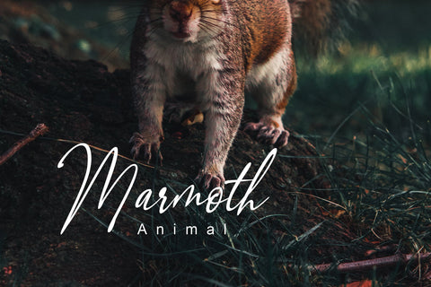 Orleons Font PolemStudio 