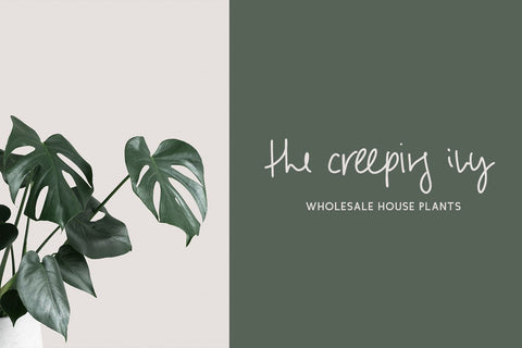 Parallaxes Script Font Beck McCormick 