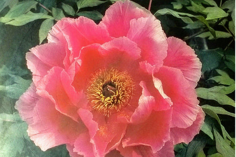 Peony Sitifukjin - Single line for Foil Quill | Digi Stamp Sketch DESIGN DrawnTogether with love 