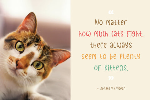 Playful Chicken Font Madatype Studio 