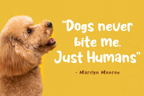 Pochita Font Madatype Studio 