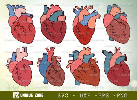 Realistic Heart SVG Bundle, Heart Silhouette, Real Human Heart Svg, Cardiology Svg, Human Heart Svg, SVG Unique Zone 