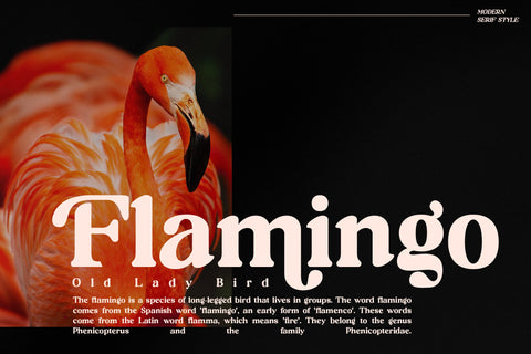 Richard Samuels Typeface Font Storytype Studio 