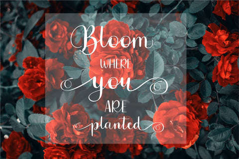 Rose & Hawk Font Sunday Nomad 