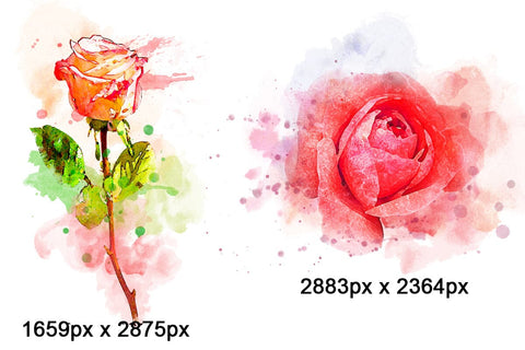 Roses Watercolor Clipart Sublimation Flowers PNG Sublimation nikola 