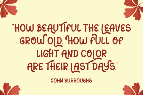 Sans Autumn - Display Font Font Illushvara Design 