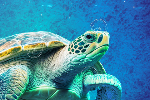 Sea Turtle Tumbler PNG, Ocean 20 oz Skinny Tumbler Design Sublimation Download, Turtle Tumbler Wrap, Sea Creatures Seamless Tumbler PNG Sublimation Syre Digital Creations 