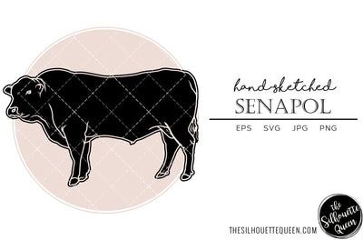 Senapol Sketch Vector SVG Loveleen Kaur 