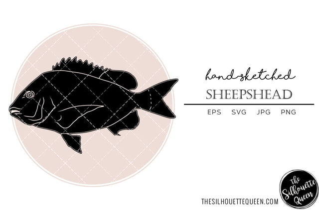 Sheepshead Hand sketched, hand drawn vector clipart SVG Loveleen Kaur 