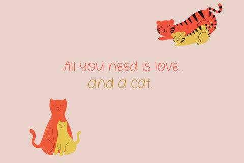 Sourdough Font Cotton White Studio 