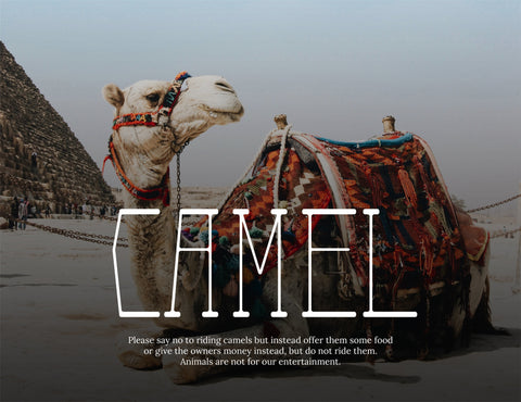 Sphinx Elegant Display Font Font inferno.studio3 