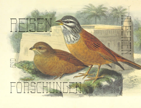 Sphinx Elegant Display Font Font inferno.studio3 